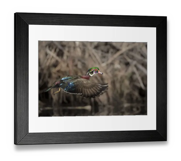 Framed Print : USA, Washington State. Male Wood Duck (Aix sponsa) flying from Union Bay in Seattle Framed Print : USA, Washington State. Male Wood Duck (Aix sponsa) flying from Union Bay in Seattle