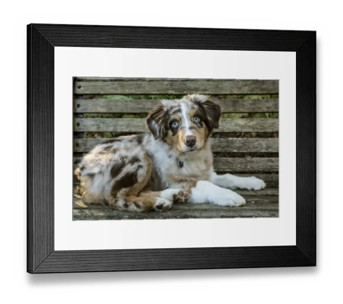 Framed Print : Issaquah, Washington State, USA. Four month old Red Merle Australian Shepherd puppy Framed Print : Issaquah, Washington State, USA. Four month old Red Merle Australian Shepherd puppy
