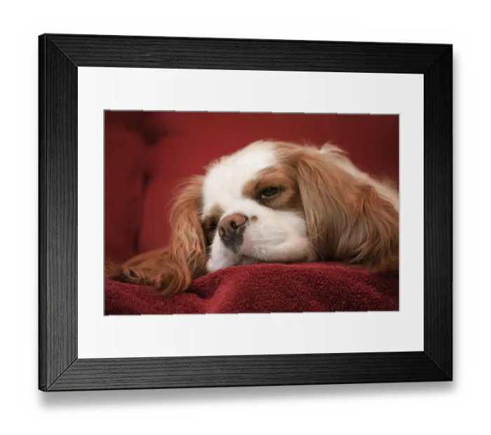 Framed Print : Mandy, a Cavalier King Charles Spaniel sleeping on a towel-covered sofa. (PR) Framed Print : Mandy, a Cavalier King Charles Spaniel sleeping on a towel-covered sofa. (PR)