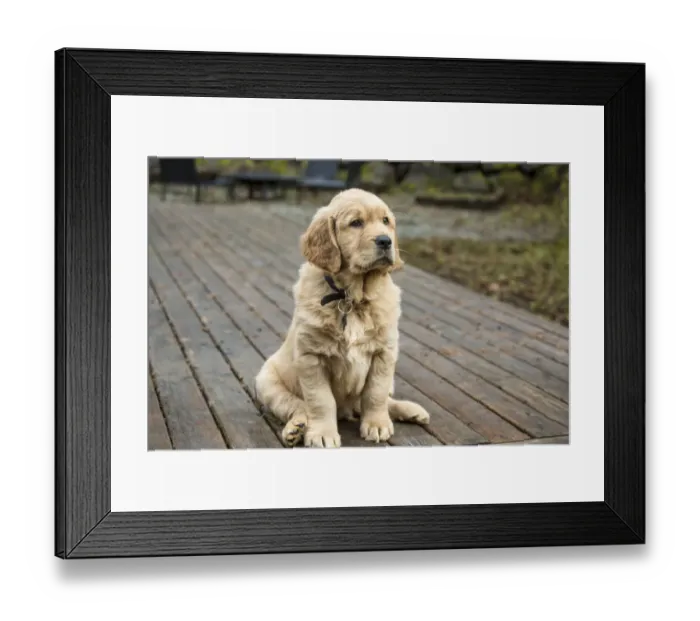 Framed Print : Issaquah, Washington State, USA. Eight week old Golden Retriever puppy sitting on a wooden deck Framed Print : Issaquah, Washington State, USA. Eight week old Golden Retriever puppy sitting on a wooden deck