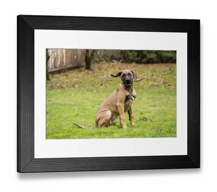 Framed Print : Issaquah, Washington State, USA. Four month old Rhodesian Ridgeback puppy sitting Framed Print : Issaquah, Washington State, USA. Four month old Rhodesian Ridgeback puppy sitting