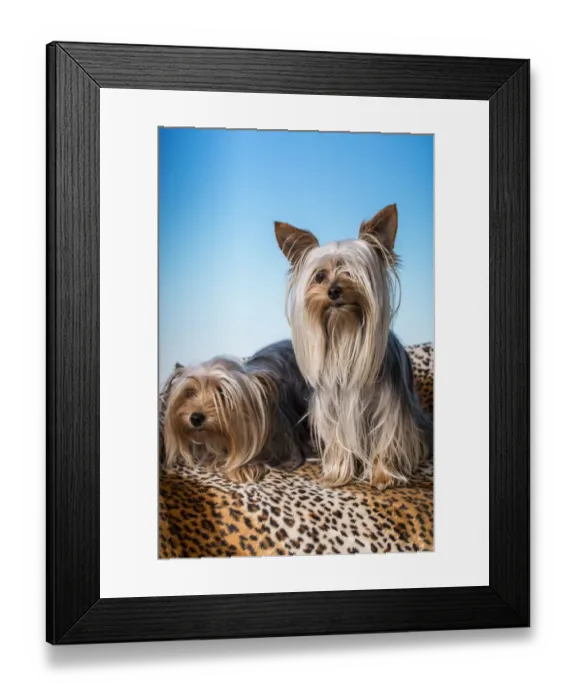 Framed Print : Male and female adult Teacup Yorkshire Terrier dogs. (PR) Framed Print : Male and female adult Teacup Yorkshire Terrier dogs. (PR)