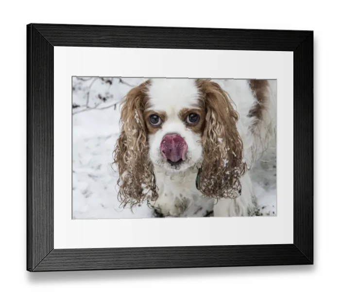 Framed Print : Issaquah, Washington State, USA. Cavalier King Charles Spaniel hoping for a treat Framed Print : Issaquah, Washington State, USA. Cavalier King Charles Spaniel hoping for a treat