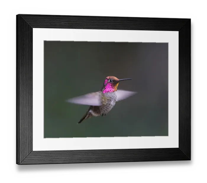 Framed Print : USA, Washington State. Male Annas Hummingbird (Calypte anna) displays its gorget Framed Print : USA, Washington State. Male Annas Hummingbird (Calypte anna) displays its gorget