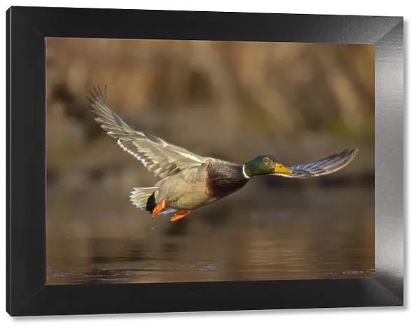 USA, Washington State. Male Mallard (Anas platyrhynchos) flying over a pond on Union Bay in Seattle