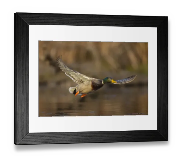 Framed Print : USA, Washington State. Male Mallard (Anas platyrhynchos) flying over a pond on Union Bay in Seattle