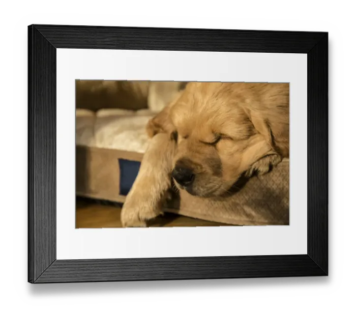 Framed Print : Sleeping eight week old Golden Retriever puppy. (PR) Framed Print : Sleeping eight week old Golden Retriever puppy. (PR)