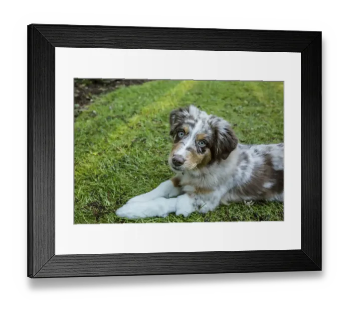 Framed Print : Issaquah, Washington State, USA. Four month old Red Merle Australian Shepherd puppy