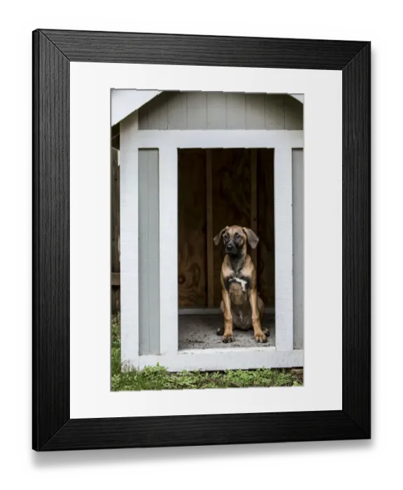 Framed Print : Issaquah, Washington State, USA. Four month old Rhodesian Ridgeback puppy sitting Framed Print : Issaquah, Washington State, USA. Four month old Rhodesian Ridgeback puppy sitting