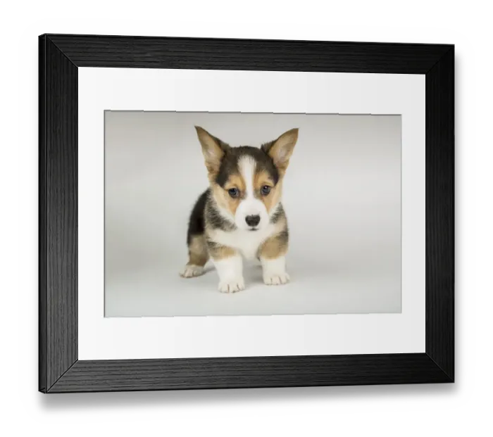 Framed Print : Portrait of eight week old Corgi puppy. (PR) Framed Print : Portrait of eight week old Corgi puppy. (PR)