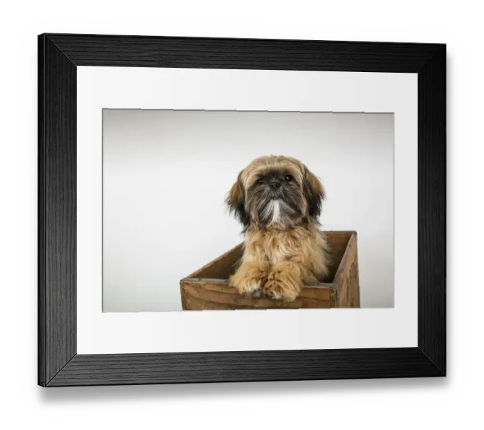 Framed Print : Five month old Shih Tzu puppy sitting in a wooden crate. (PR) Framed Print : Five month old Shih Tzu puppy sitting in a wooden crate. (PR)