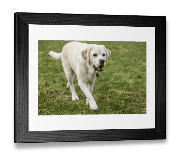 Framed Print : Issaquah, Washington State, USA. 6 year old English Yellow Labrador walking in a park