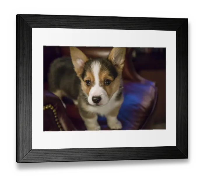 Framed Print : Portrait of eight week old Corgi puppy standing on a leather chair. (PR)