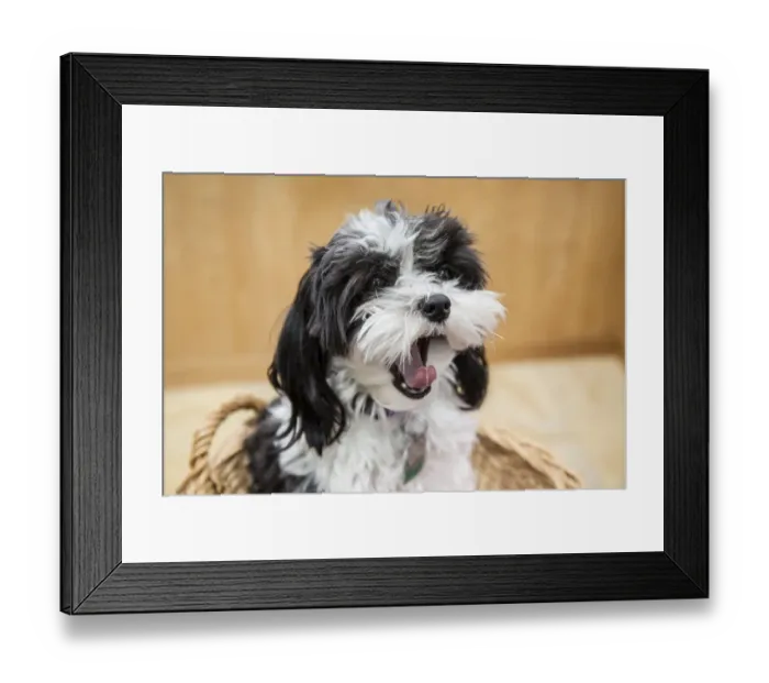 Framed Print : Maltipoo puppy sitting in a basket yawning Framed Print : Maltipoo puppy sitting in a basket yawning
