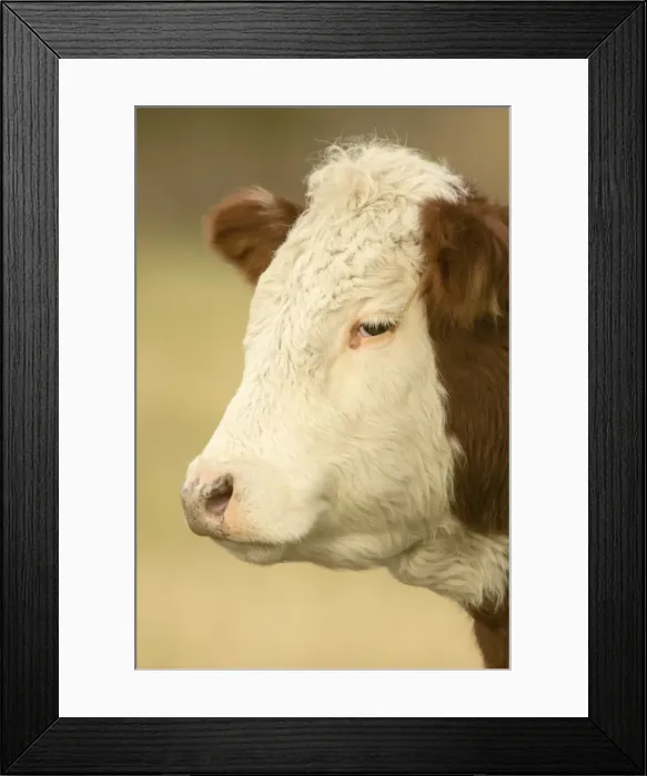 Framed Print : La Conner, Washington State, USA. Close-up portrait of a Hereford cow in pasture Framed Print : La Conner, Washington State, USA. Close-up portrait of a Hereford cow in pasture