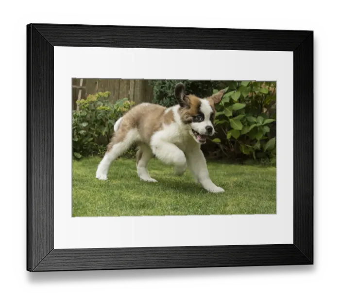 Framed Print : Renton, Washington State, USA. Three month old Saint Bernard puppy looking wild-eyed Framed Print : Renton, Washington State, USA. Three month old Saint Bernard puppy looking wild-eyed