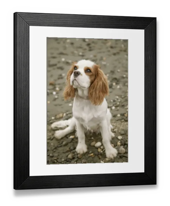 Framed Print : Seattle, Washington State, USA. Six month old Cavalier King Charles Spaniel puppy Framed Print : Seattle, Washington State, USA. Six month old Cavalier King Charles Spaniel puppy