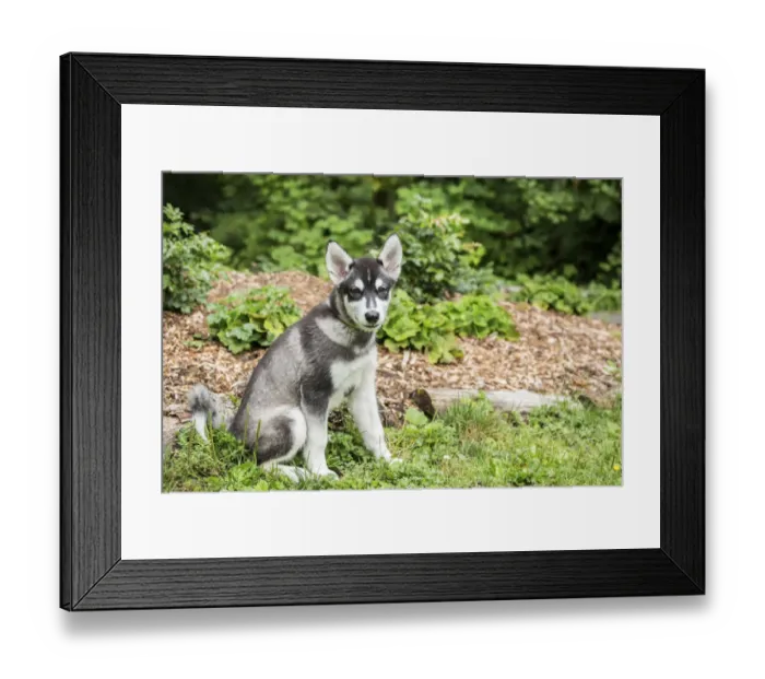 Framed Print : Issaquah, Washington State, USA. Three month old Alaskan Malamute puppy learning Framed Print : Issaquah, Washington State, USA. Three month old Alaskan Malamute puppy learning