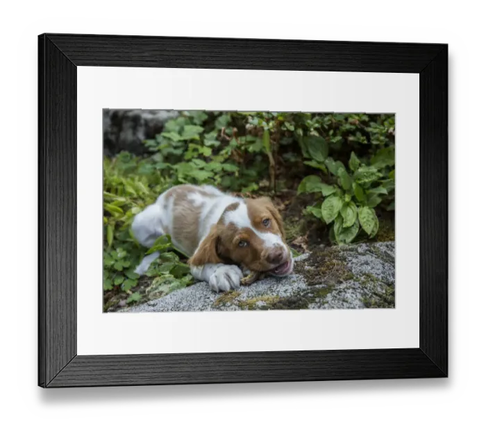 Framed Print : Issaquah, Washington State, USA. Two month old Brittany Spaniel enjoying a chew stick Framed Print : Issaquah, Washington State, USA. Two month old Brittany Spaniel enjoying a chew stick