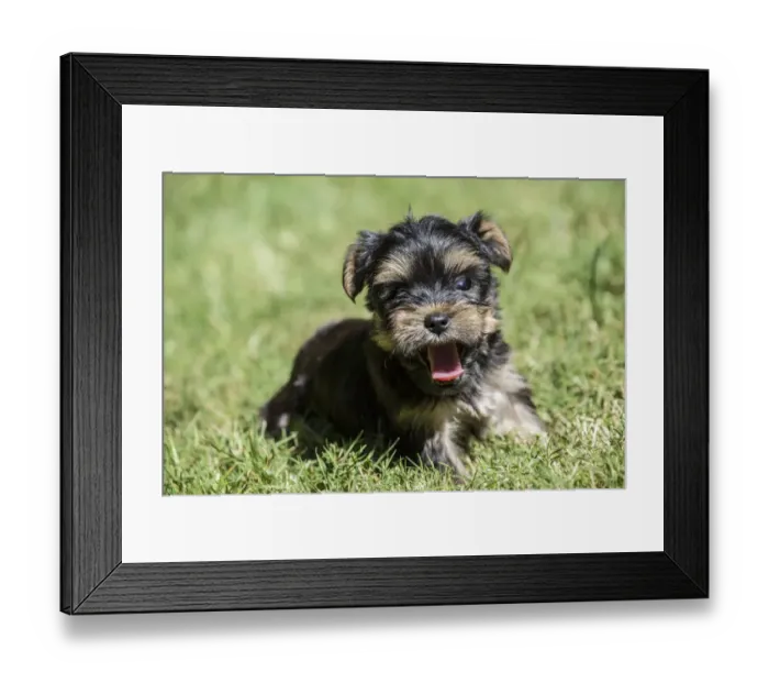 Framed Print : Issaquah, Washington State, USA. Cute tiny Yorkshire Terrier puppy experiencing his Framed Print : Issaquah, Washington State, USA. Cute tiny Yorkshire Terrier puppy experiencing his