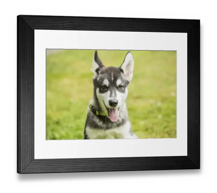 Framed Print : Issaquah, Washington State, USA. Three month old Alaskan Malamute puppy portrait. (PR) Framed Print : Issaquah, Washington State, USA. Three month old Alaskan Malamute puppy portrait. (PR)