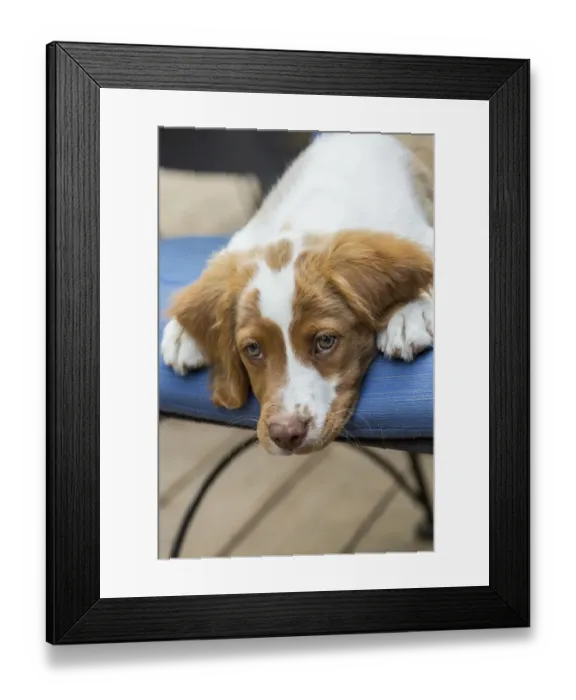 Framed Print : Issaquah, Washington State, USA. Close-up of a two month old Brittany Spaniel reclining