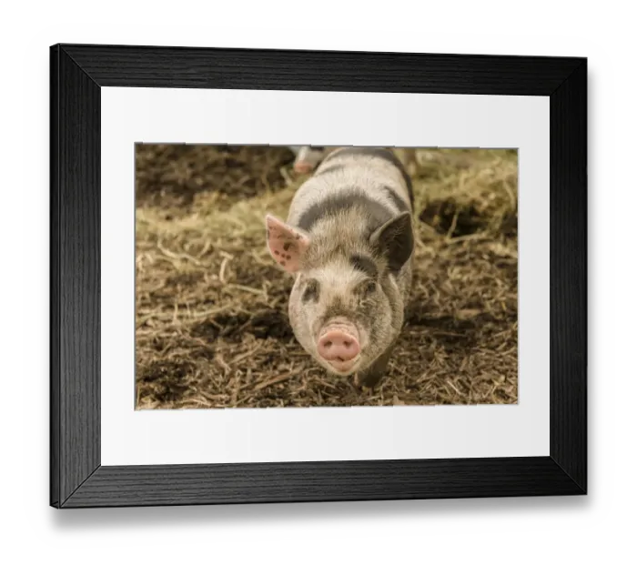 Framed Print : Issaquah, Washington State, USA. The Kunekune is a small breed of domestic pig with a docile Framed Print : Issaquah, Washington State, USA. The Kunekune is a small breed of domestic pig with a docile