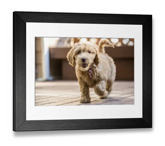 Framed Print : Issaquah, Washington State, USA. Happy eight week old Goldendoodle puppy walking Framed Print : Issaquah, Washington State, USA. Happy eight week old Goldendoodle puppy walking