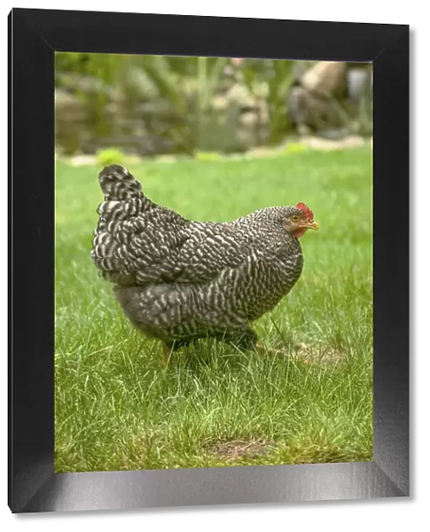 Issaquah, Washington State, USA. Free-ranging Barred Plymouth Rock chicken Henny