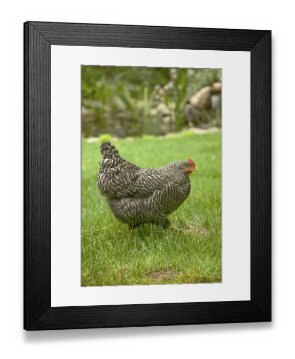 Framed Print : Issaquah, Washington State, USA. Free-ranging Barred Plymouth Rock chicken Henny Framed Print : Issaquah, Washington State, USA. Free-ranging Barred Plymouth Rock chicken Henny