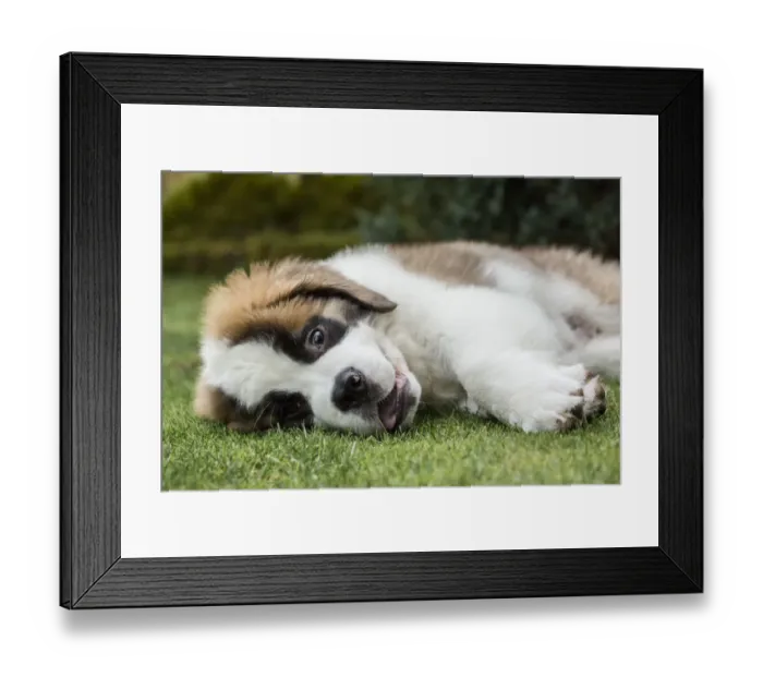 Framed Print : Renton, Washington State, USA. Three month old Saint Bernard puppy looking wild-eyed Framed Print : Renton, Washington State, USA. Three month old Saint Bernard puppy looking wild-eyed