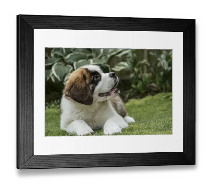Framed Print : Renton, Washington State, USA. Three month old Saint Bernard puppy anticipating a