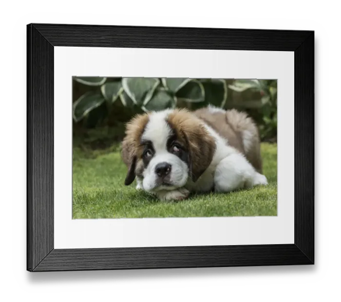 Framed Print : Renton, Washington State, USA. Three month old Saint Bernard puppy with a humorous Framed Print : Renton, Washington State, USA. Three month old Saint Bernard puppy with a humorous