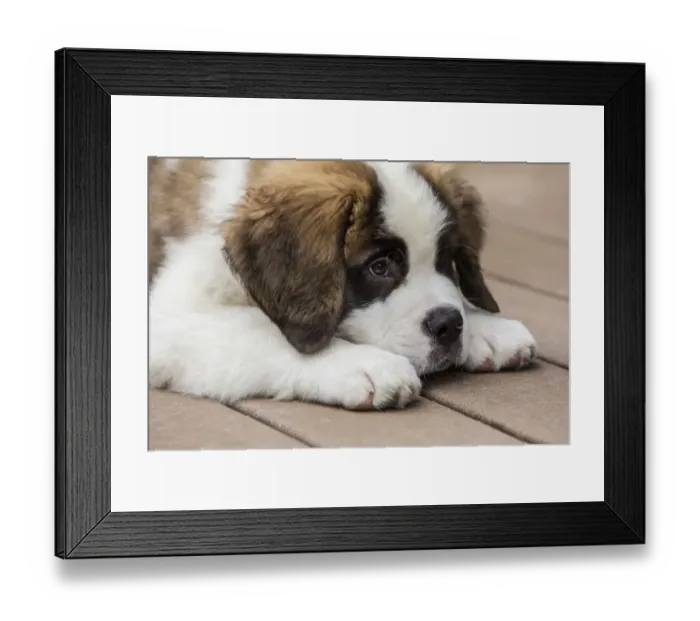 Framed Print : Renton, Washington State, USA. Three month old Saint Bernard puppy looking tired
