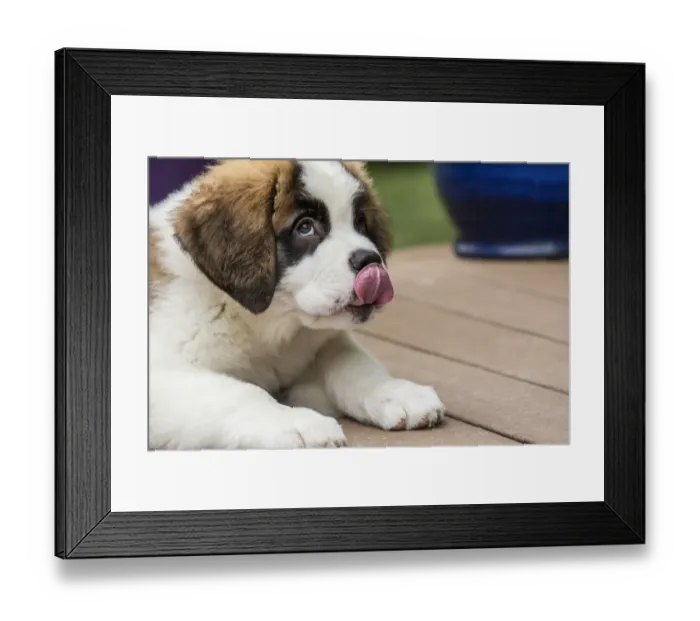 Framed Print : Renton, Washington State, USA. Three month old Saint Bernard puppy licking his lips Framed Print : Renton, Washington State, USA. Three month old Saint Bernard puppy licking his lips