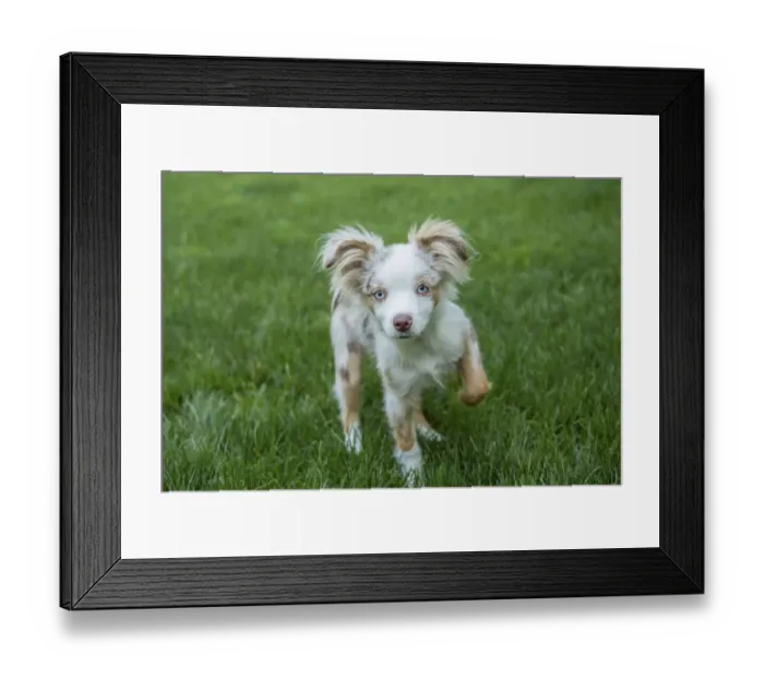 Framed Print : Issaquah, Washington State, USA. Mini Australian Shepherd puppy playing in his yard (PR)