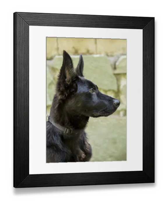 Framed Print : Issaquah, Washington State, USA. Close-up portrait of a four month old German Shepherd puppy Framed Print : Issaquah, Washington State, USA. Close-up portrait of a four month old German Shepherd puppy