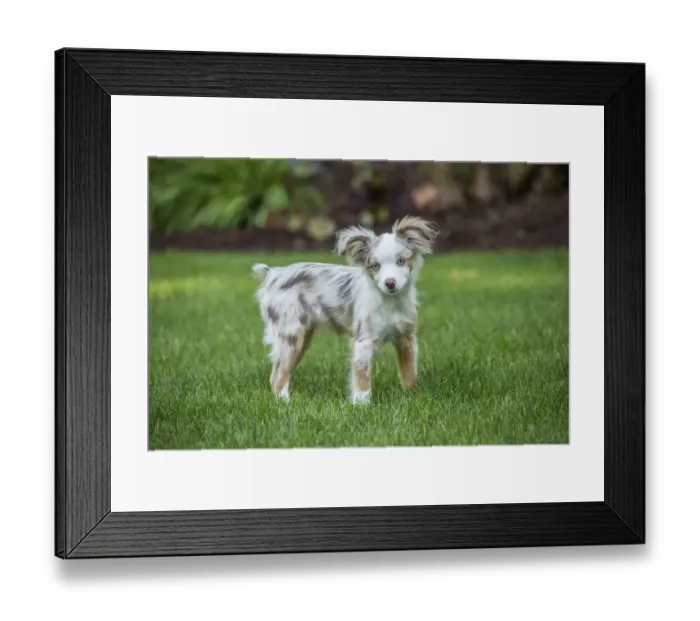 Framed Print : Issaquah, Washington State, USA. Mini Australian Shepherd puppy playing in his yard (PR) Framed Print : Issaquah, Washington State, USA. Mini Australian Shepherd puppy playing in his yard (PR)