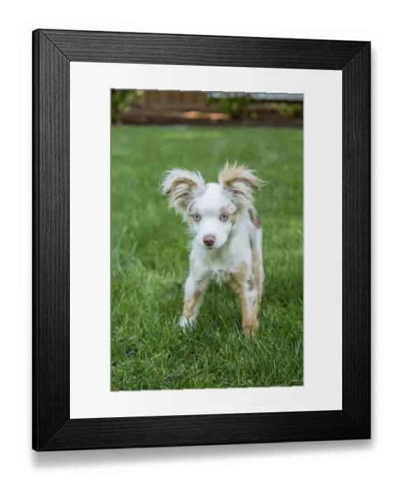 Framed Print : Issaquah, Washington State, USA. Mini Australian Shepherd puppy playing in his yard (PR)