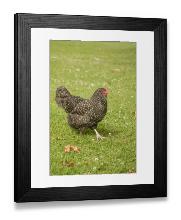 Framed Print : Issaquah, Washington State, USA. Free-range Maran hen walking on a lawn. (PR)