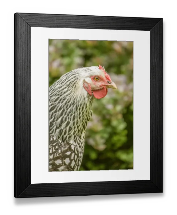 Framed Print : Issaquah, Washington State, USA. Portrait of a free-range Silver-laced Wyandotte chicken Framed Print : Issaquah, Washington State, USA. Portrait of a free-range Silver-laced Wyandotte chicken