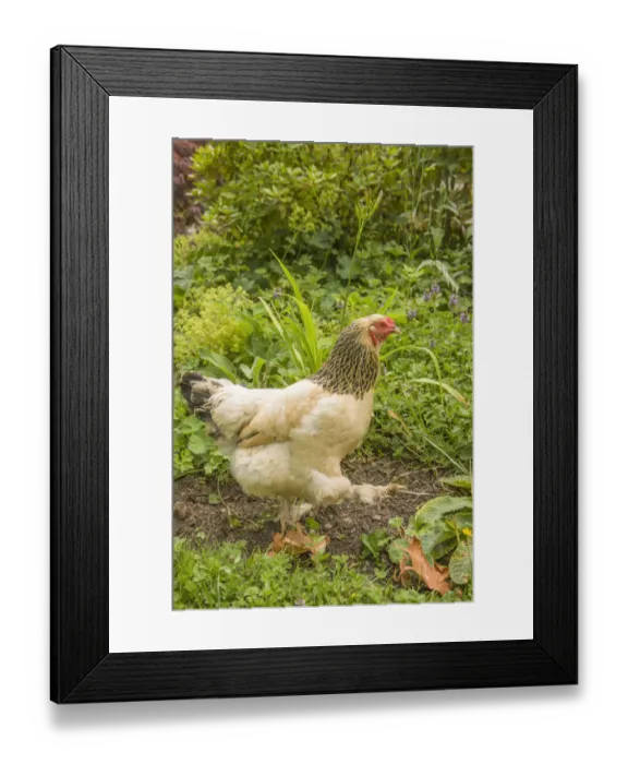 Framed Print : Issaquah, Washington State, USA. Free-range Buff Brahma hen walking in a garden. (PR)
