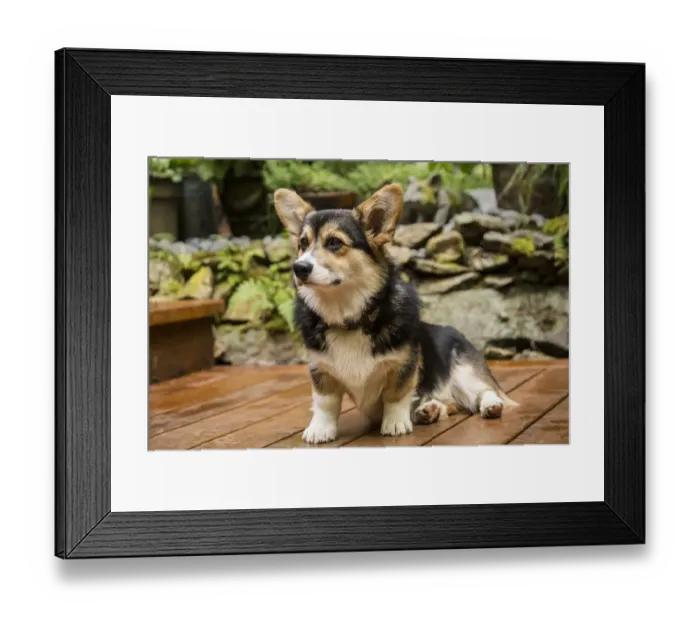 Framed Print : Issaquah, Washington State, USA. Six month old Corgi puppy posing on his wooden deck Framed Print : Issaquah, Washington State, USA. Six month old Corgi puppy posing on his wooden deck