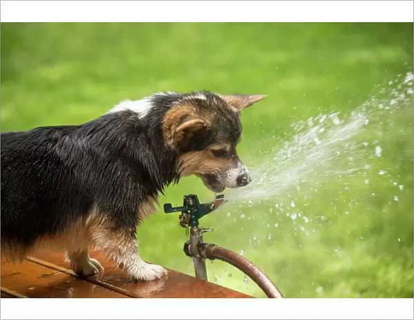 Issaquah, Washington State, USA. Six month old Corgi puppy trying to drink from the lawn sprinkler