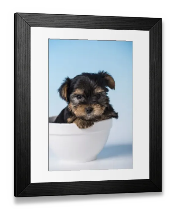 Framed Print : Yorkshire Terrier puppy sitting in a small bowl. (PR) Framed Print : Yorkshire Terrier puppy sitting in a small bowl. (PR)