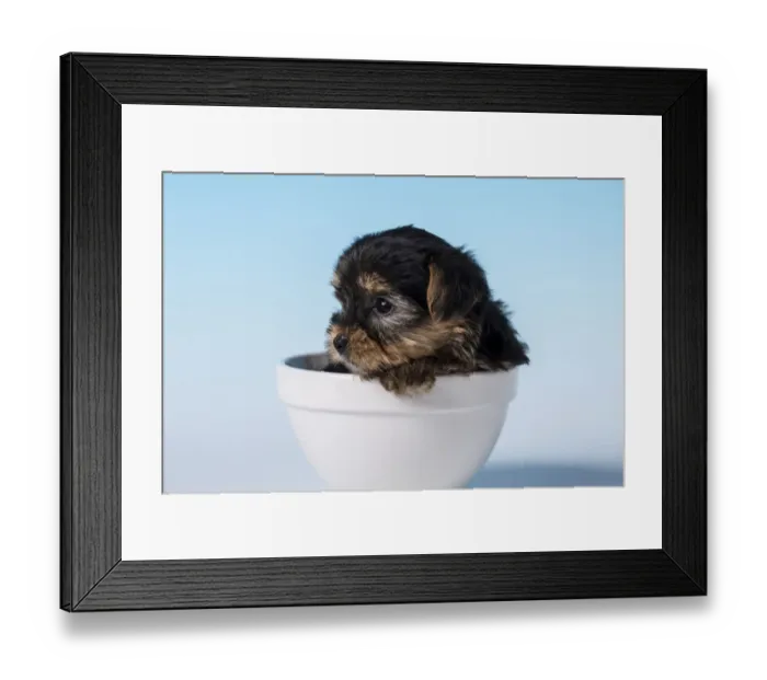 Framed Print : Yorkshire Terrier puppy sitting in a small bowl. (PR) Framed Print : Yorkshire Terrier puppy sitting in a small bowl. (PR)