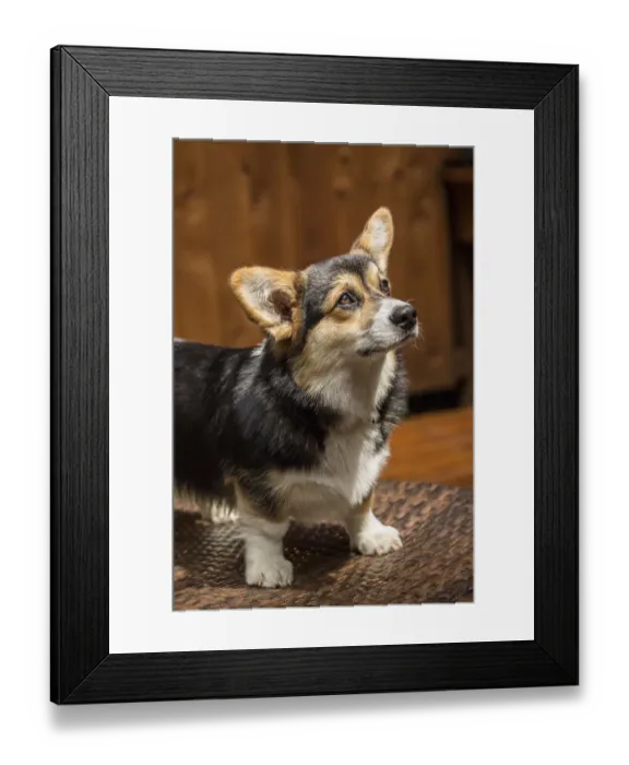 Framed Print : Issaquah, Washington State, USA. Six month old Corgi puppy posing on a lawn chair. (PR) Framed Print : Issaquah, Washington State, USA. Six month old Corgi puppy posing on a lawn chair. (PR)
