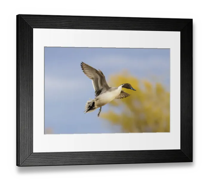 Framed Print : Northern Pintail (Anas acuta) duck landing