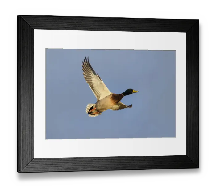 Framed Print : Mallard (Anas platyrhynchos) ducks flying