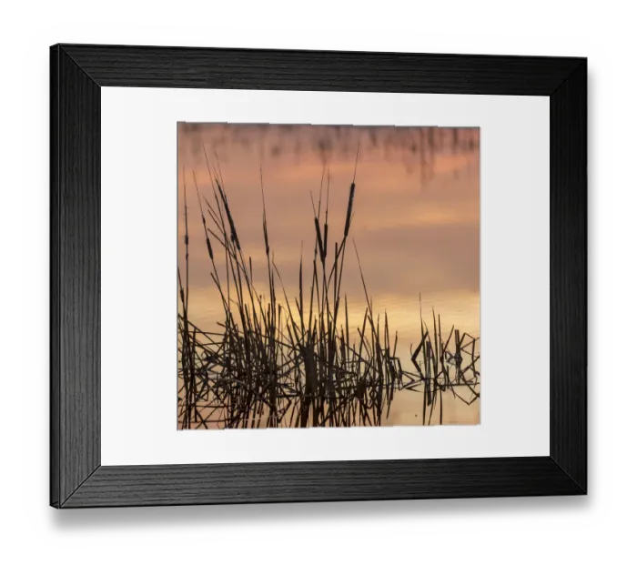 Framed Print : Cattails at sunrise, Bosque del Apache National Wildlife Refuge, New Mexico Framed Print : Cattails at sunrise, Bosque del Apache National Wildlife Refuge, New Mexico